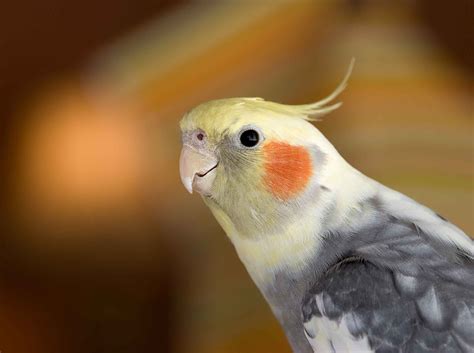 A cockatiel is the first pet featured in 2024 in the Morning Report